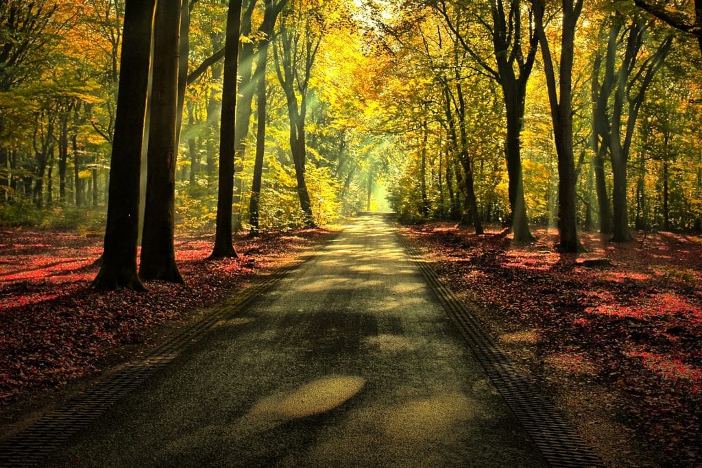 Forest Path